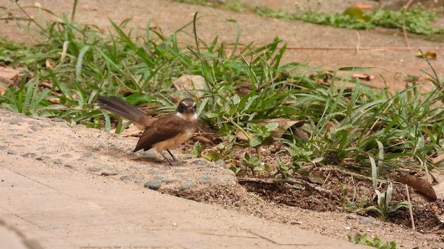 White-breasted Waterhen - ML643125420