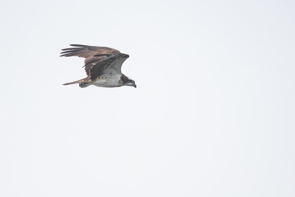 Osprey (Eurasian) - ML643125421