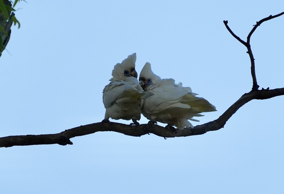 Little Corella - ML643125427