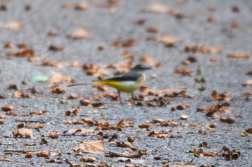 Gray Wagtail - ML643125430