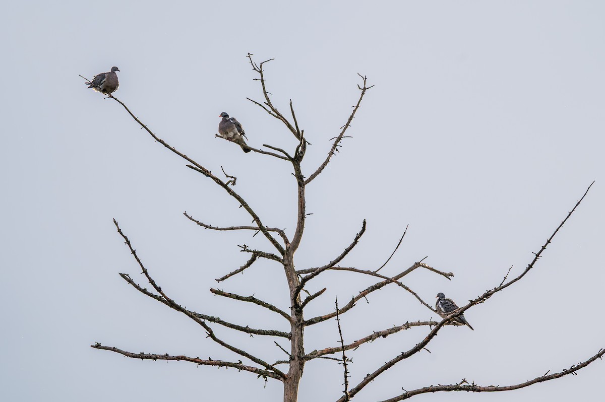 Common Wood-Pigeon - ML643125434