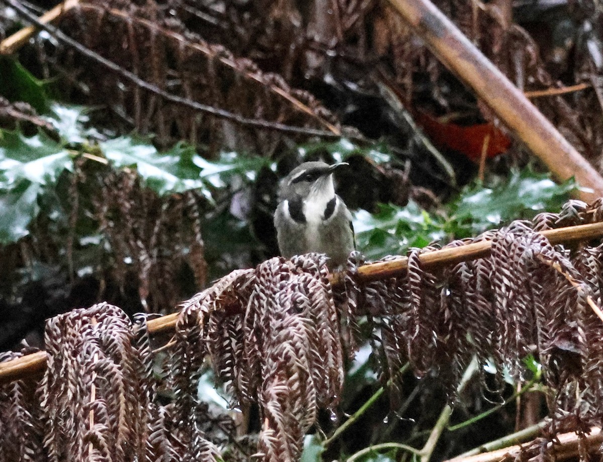 Crescent Honeyeater - ML643125435
