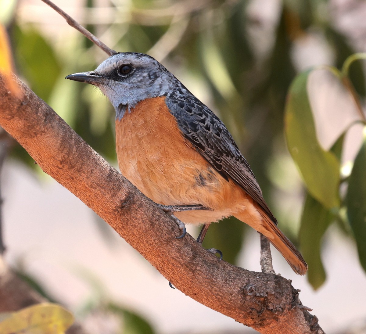 Miombo Rock-Thrush - ML643125456