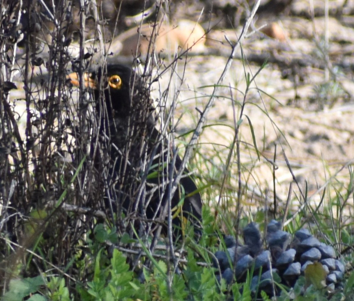 Eurasian Blackbird - ML643125463