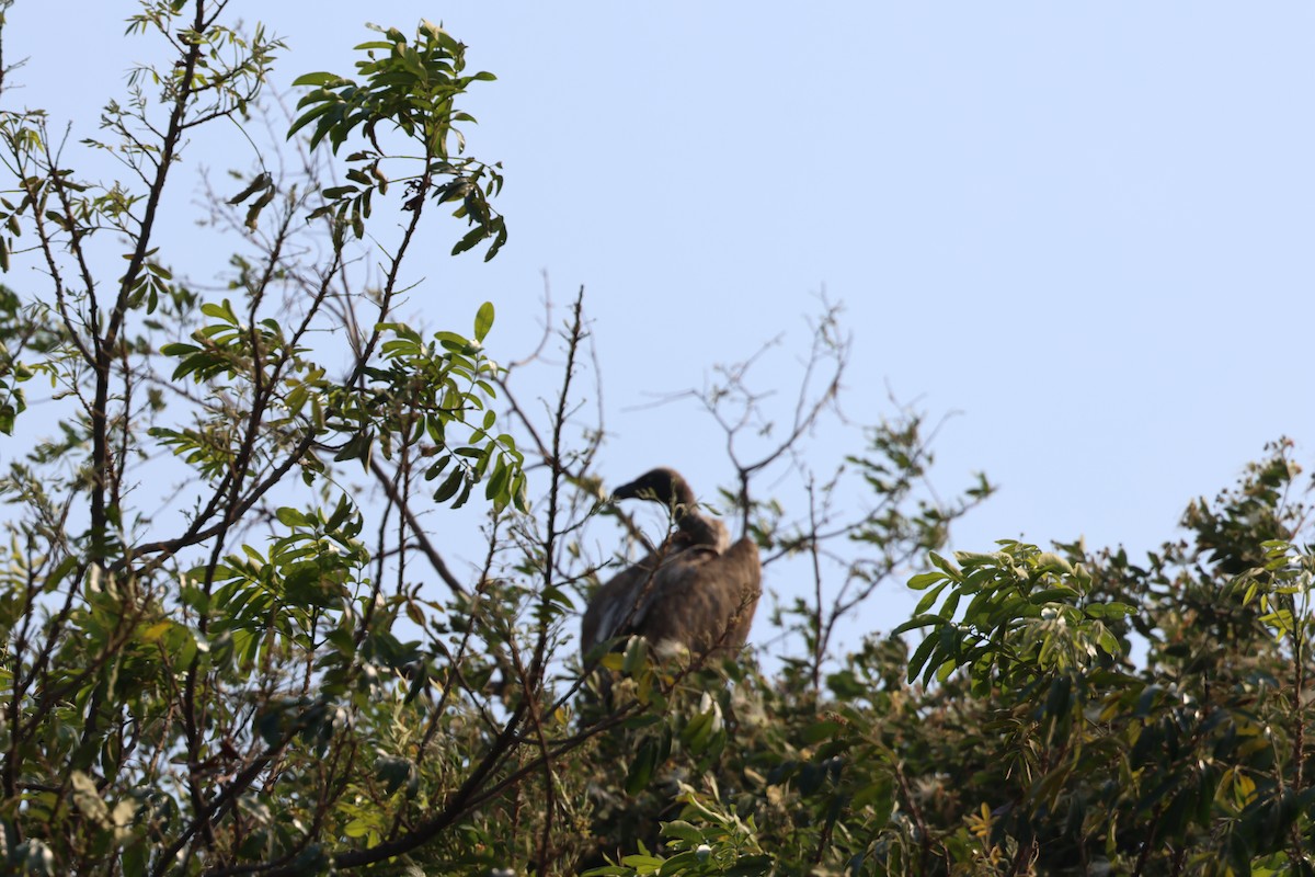 White-backed Vulture - ML643125471