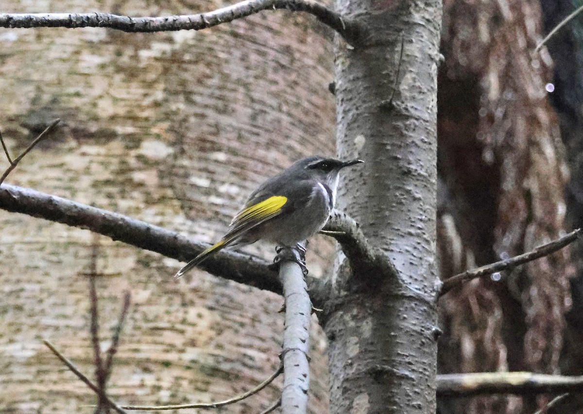 Crescent Honeyeater - ML643125472