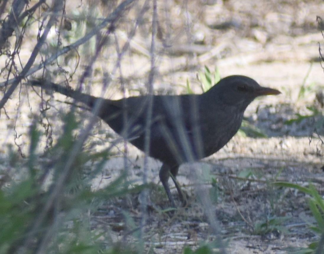 Eurasian Blackbird - ML643125475