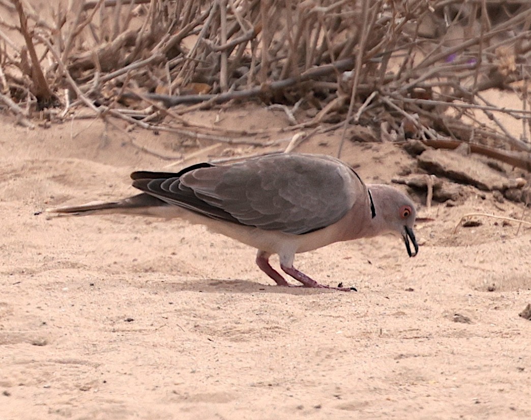 Mourning Collared-Dove - ML643125505