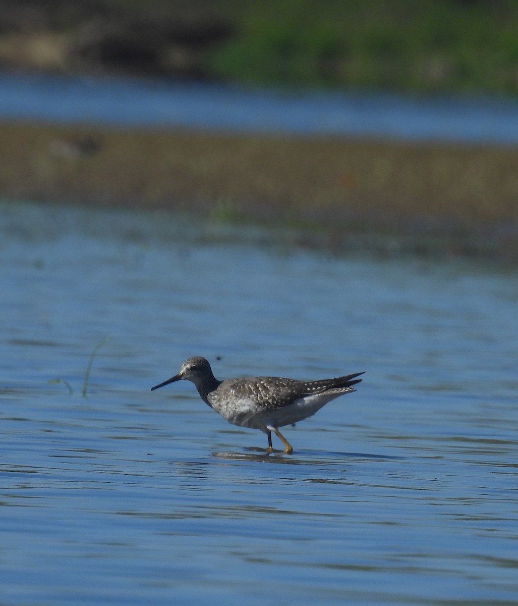 Lesser Yellowlegs - ML643125510