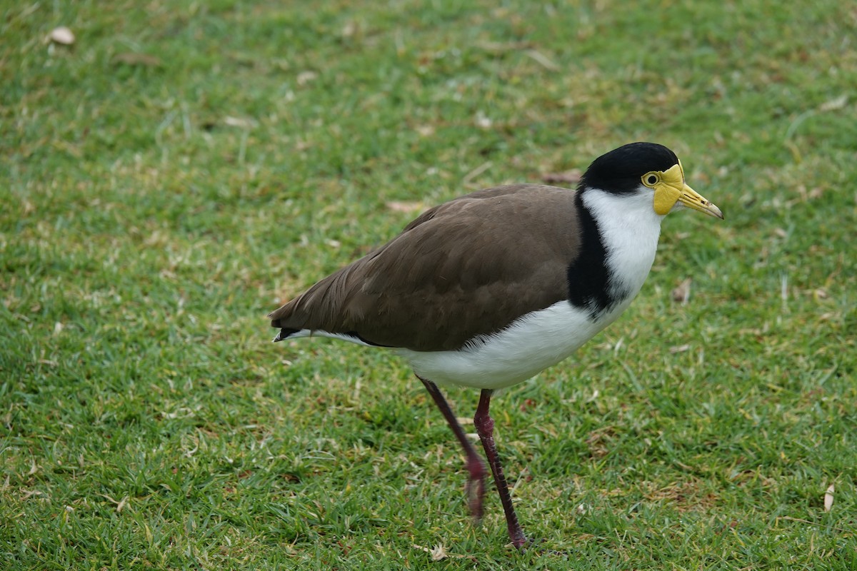 Masked Lapwing - ML643125511