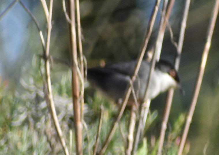 Sardinian Warbler - ML643125512