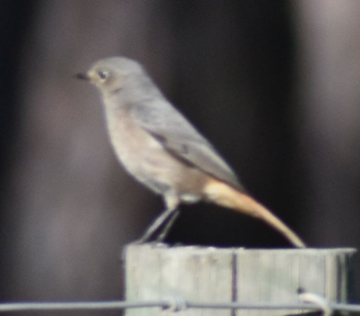 Black Redstart - ML643125516
