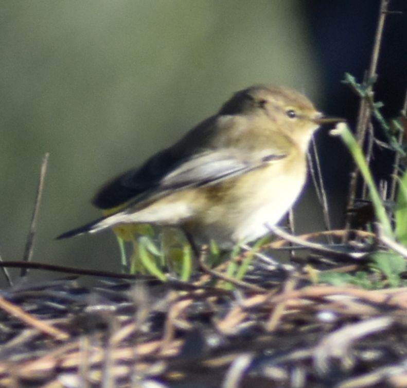 Common Chiffchaff - ML643125523