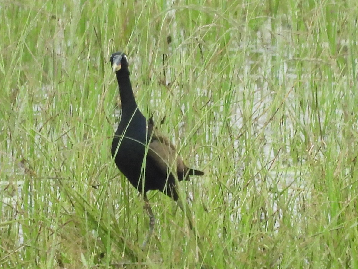 Bronze-winged Jacana - ML643125527