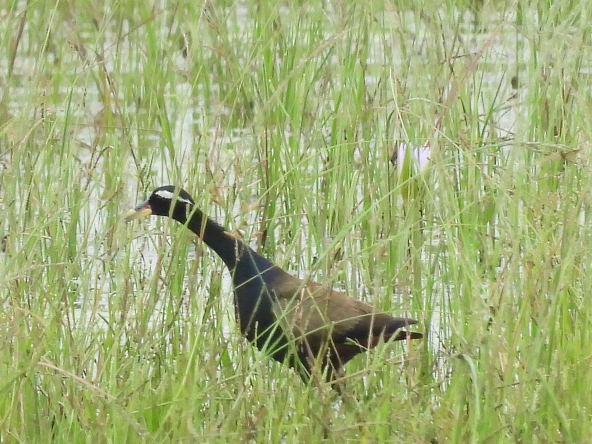 Bronze-winged Jacana - ML643125528