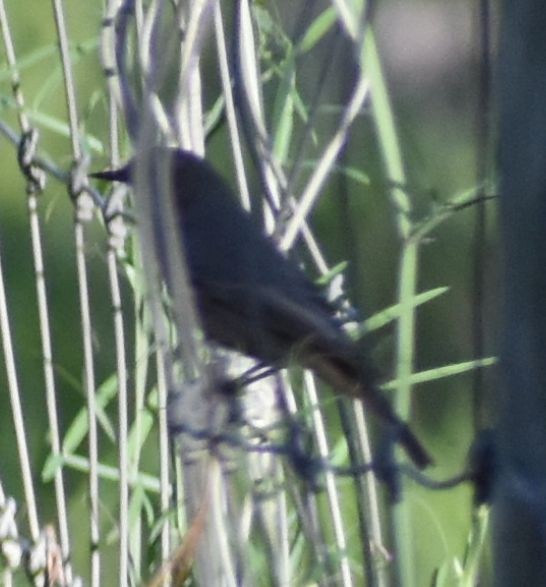Black Redstart - ML643125531