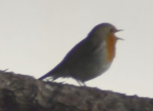European Robin - ML643125532