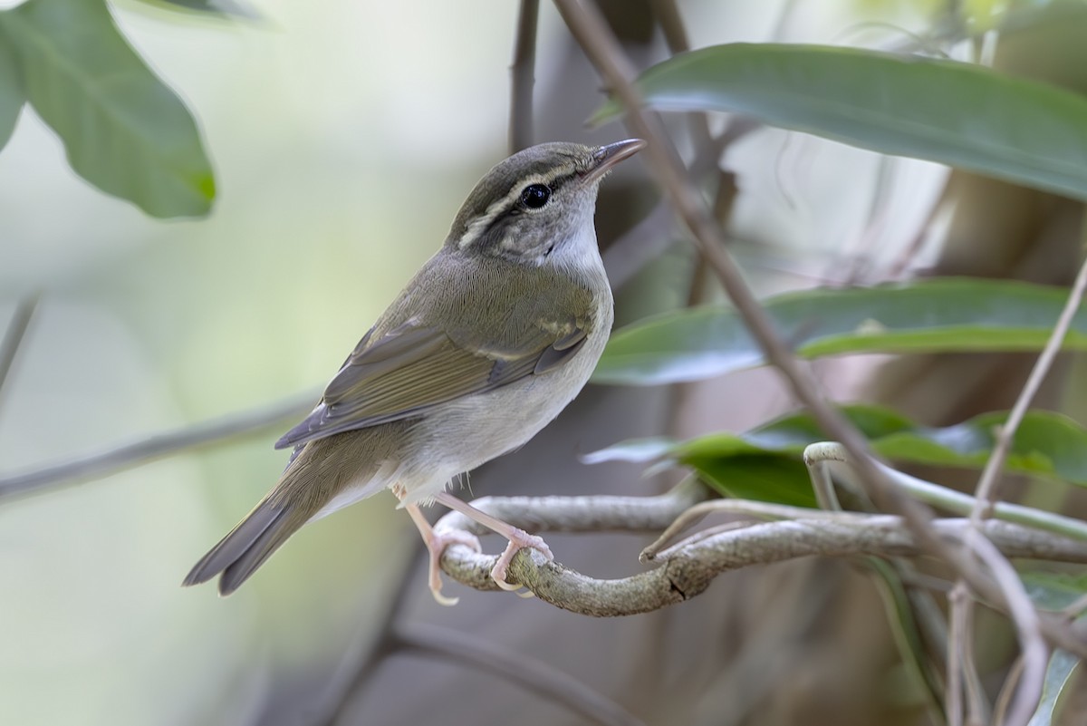 Sakhalin Leaf Warbler - ML643125547
