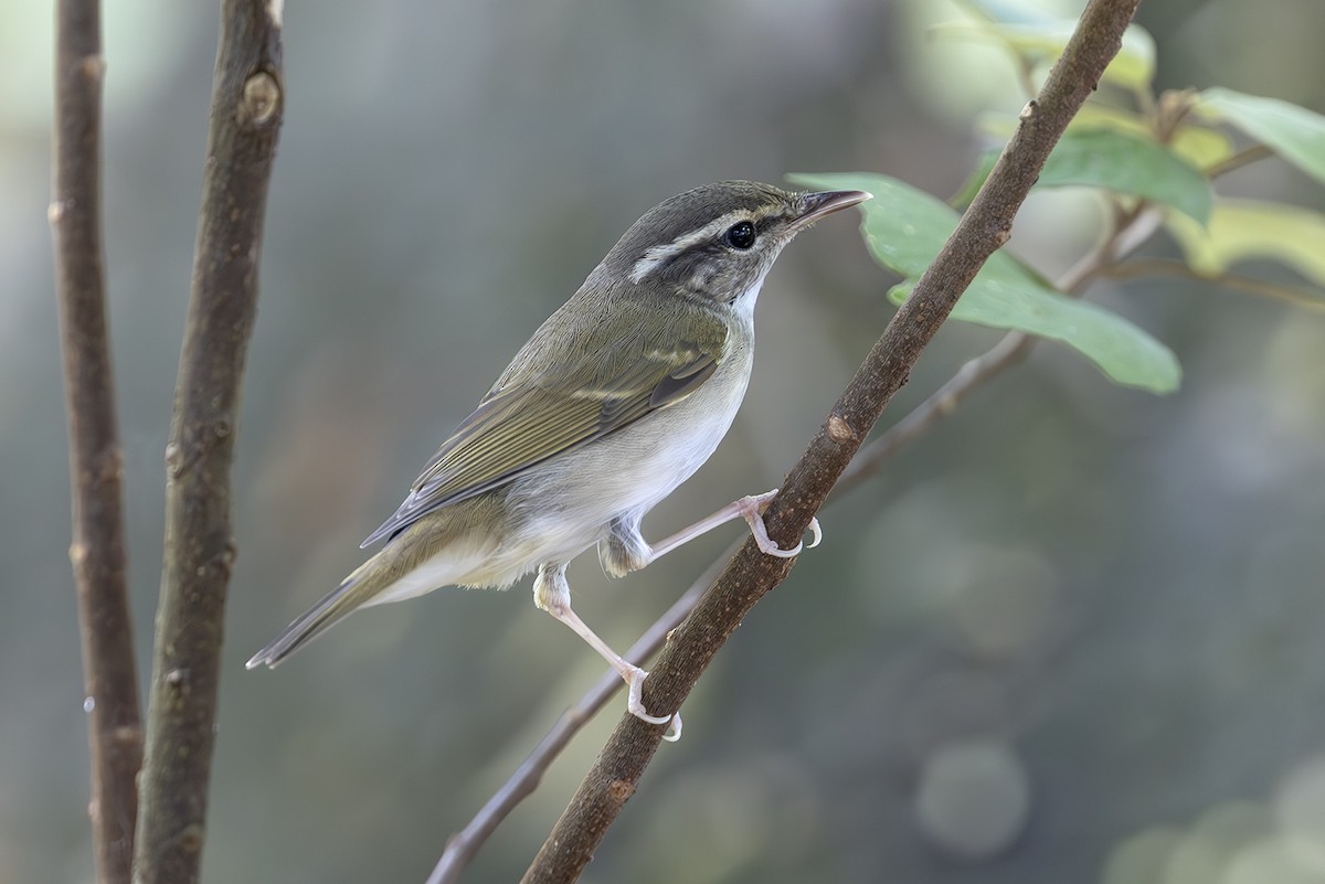 Sakhalin Leaf Warbler - ML643125548