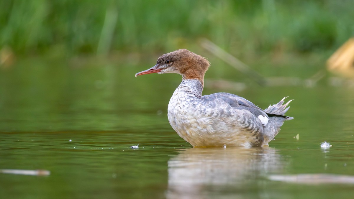 Smergo maggiore - ML643125557