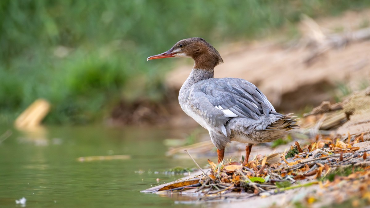 Smergo maggiore - ML643125558