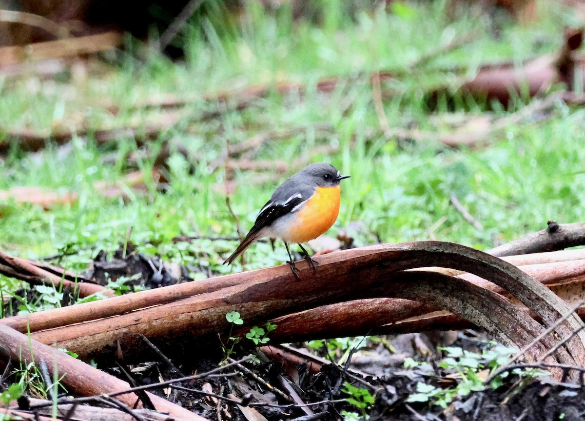 Flame Robin - ML643125565