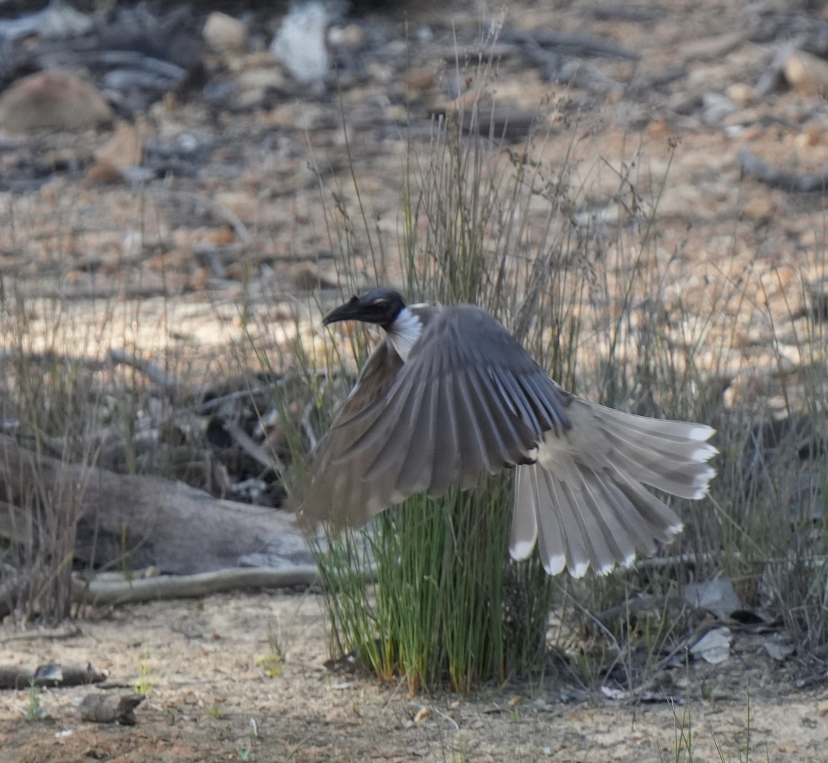 Noisy Friarbird - ML643125567