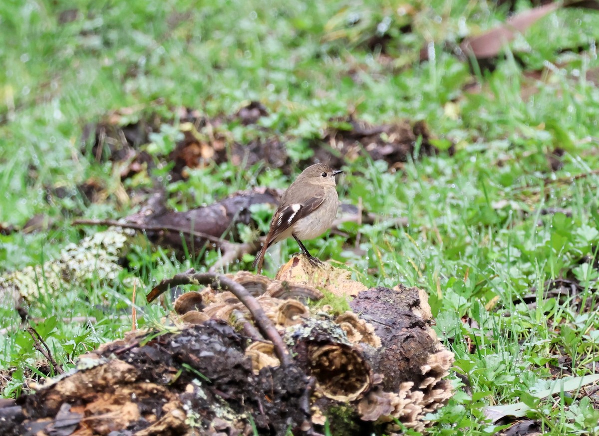 Flame Robin - ML643125570
