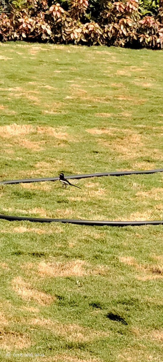 White-browed Wagtail - ML643125615