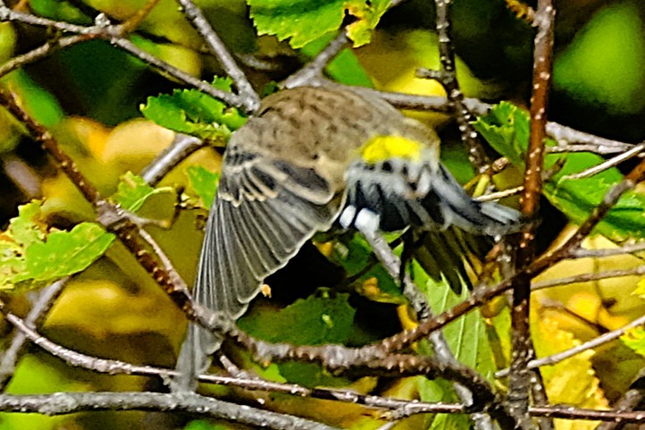 キヅタアメリカムシクイ - ML643125624