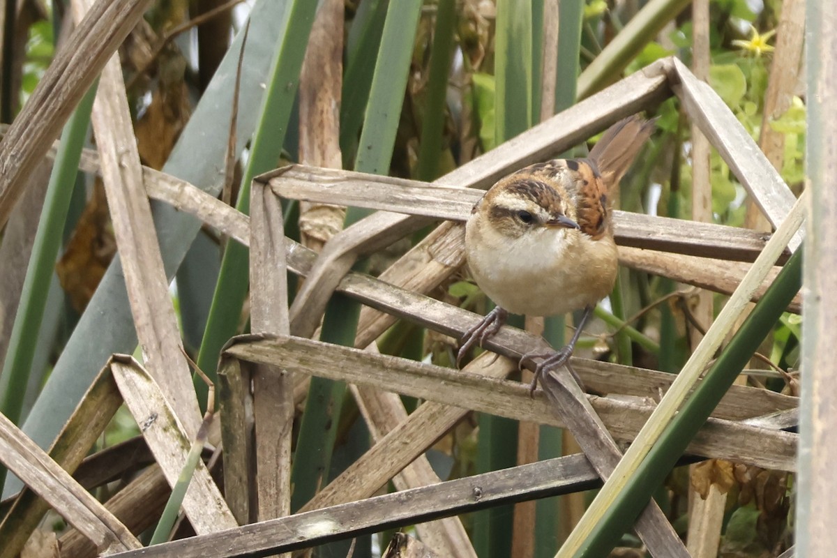 Wren-like Rushbird - ML643125634