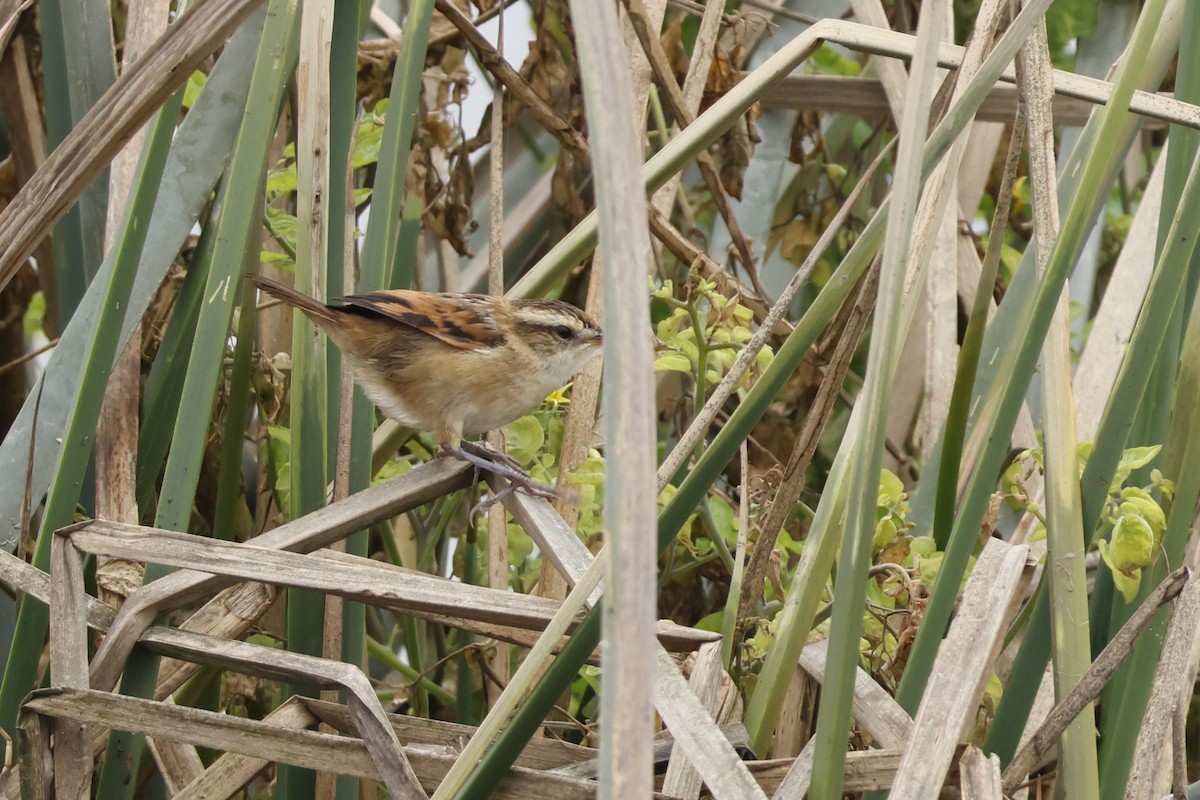 Wren-like Rushbird - ML643125635
