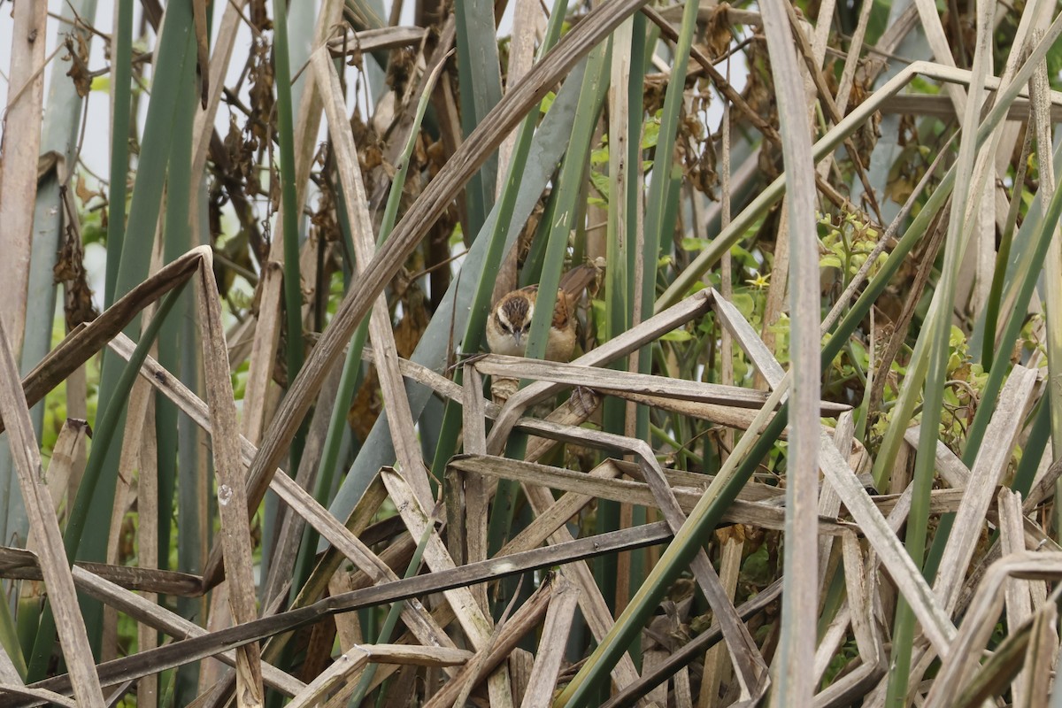 Wren-like Rushbird - ML643125636