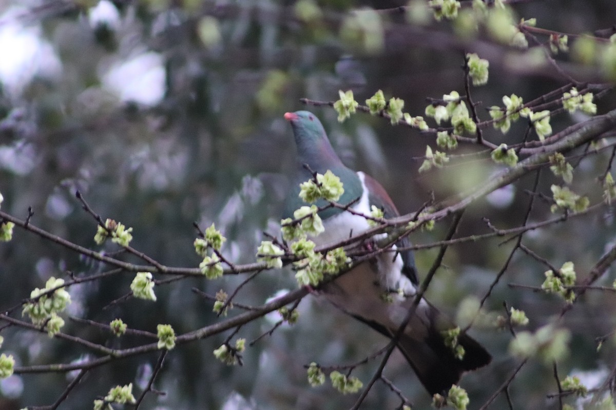 New Zealand Pigeon - ML643125658
