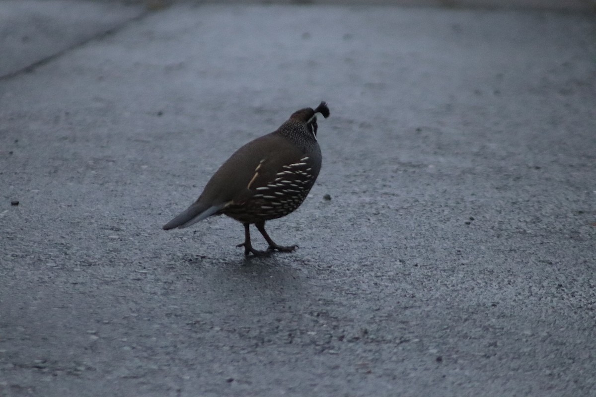 California Quail - ML643125663