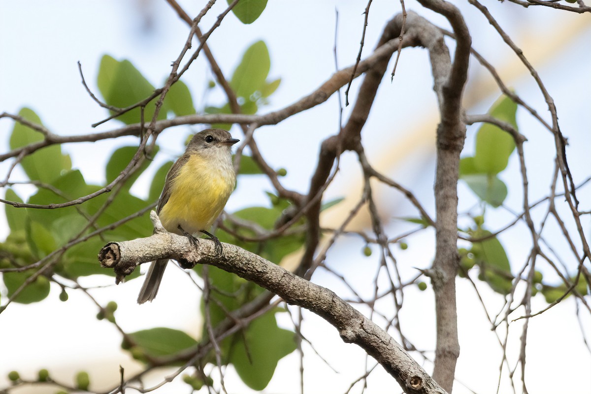 Lemon-bellied Flyrobin - ML643125667