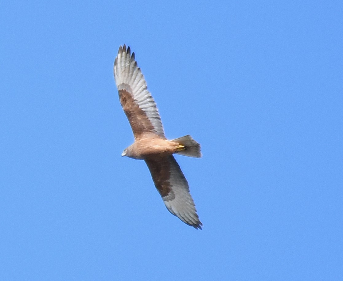 Swamp Harrier - ML643125680