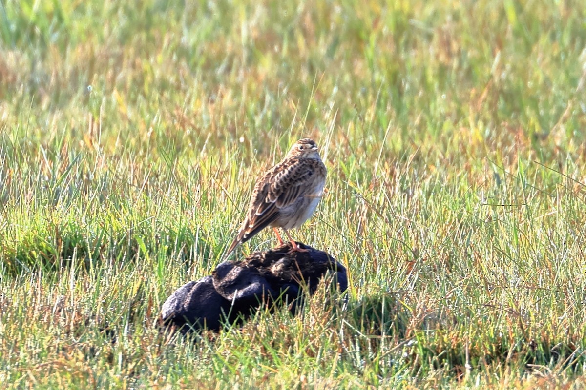 Eurasian Skylark - ML643125683