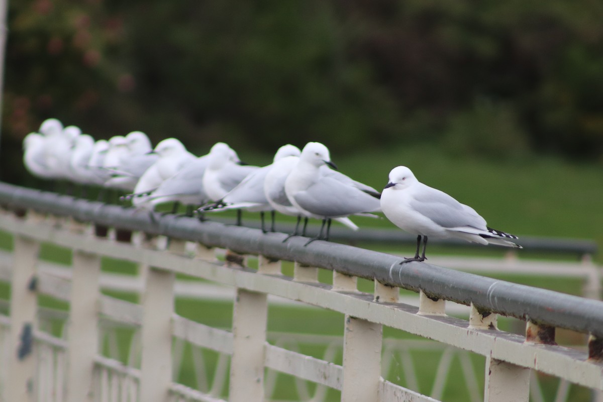 Black-billed Gull - ML643125684