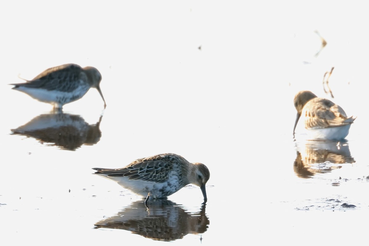 Dunlin - ML643125685