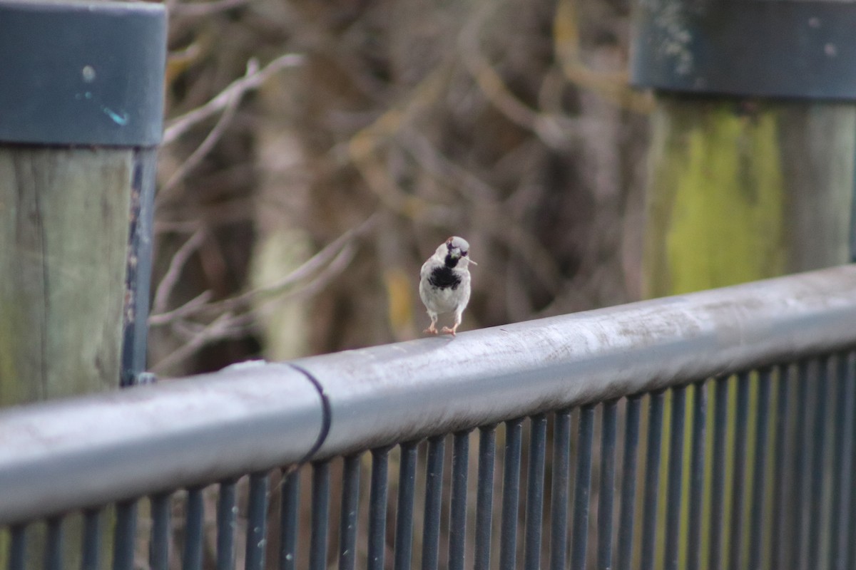House Sparrow - ML643125691