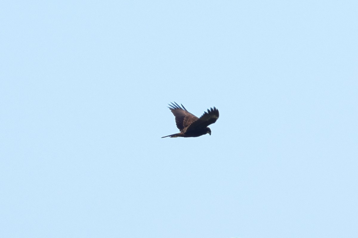 Western Marsh Harrier - ML643125692