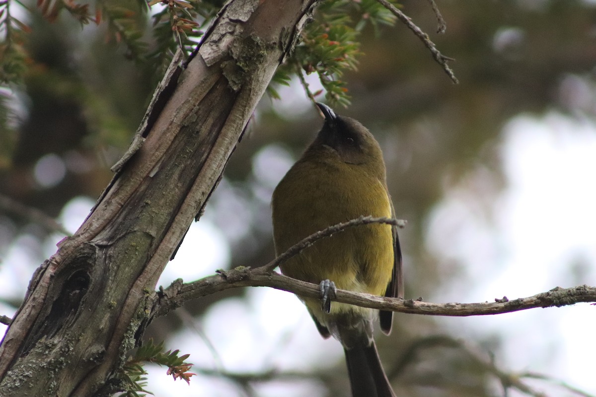 New Zealand Bellbird - ML643125693