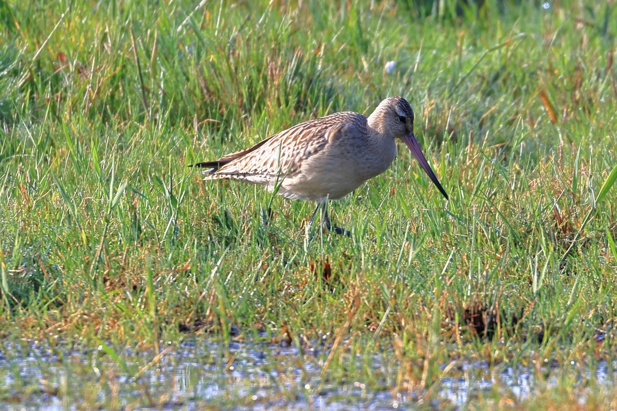 Bar-tailed Godwit - ML643125695