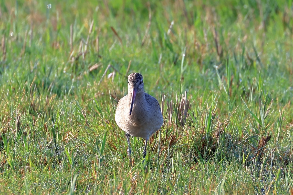 Bar-tailed Godwit - ML643125696