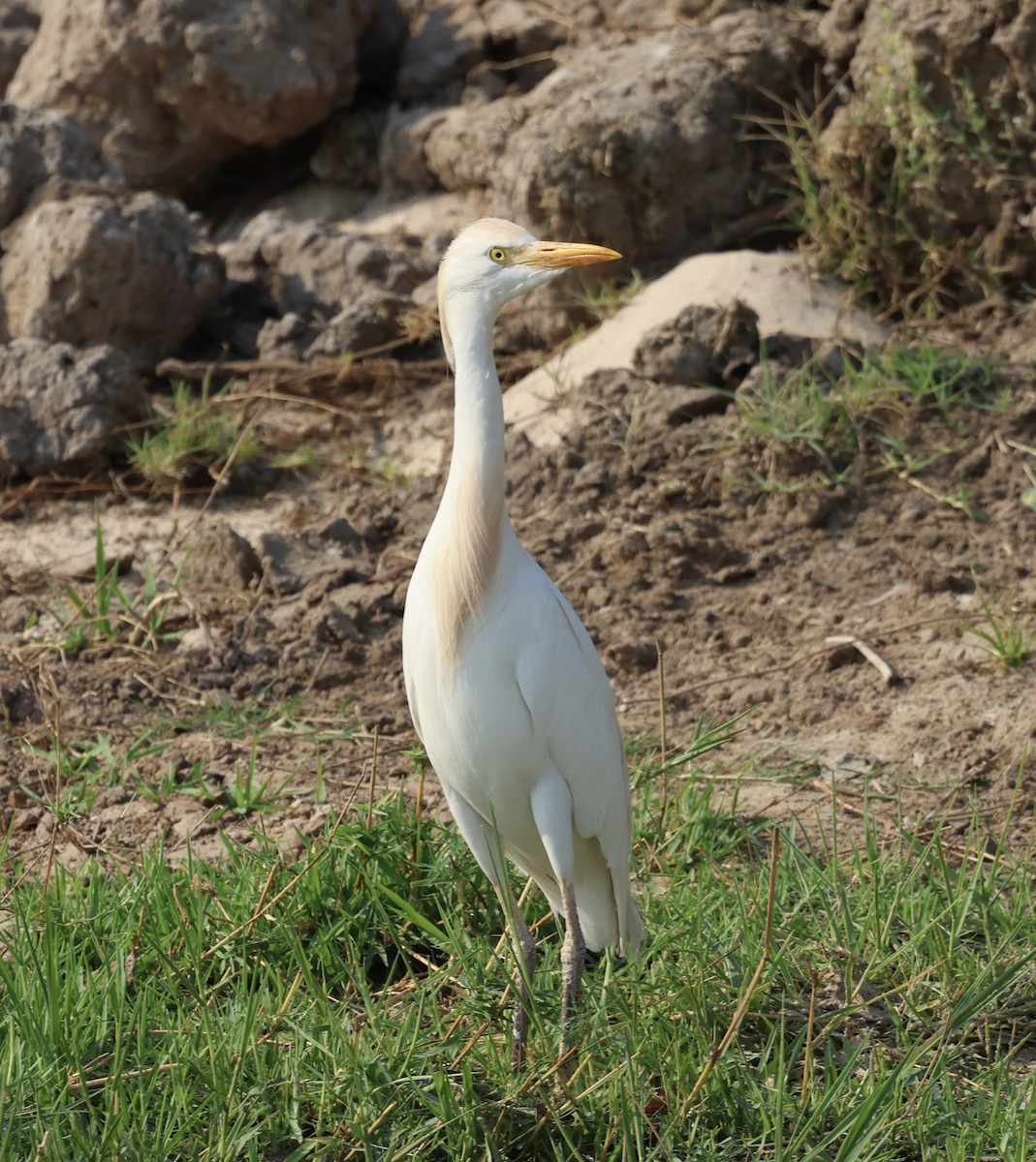 Yellow-billed Egret - ML643125697