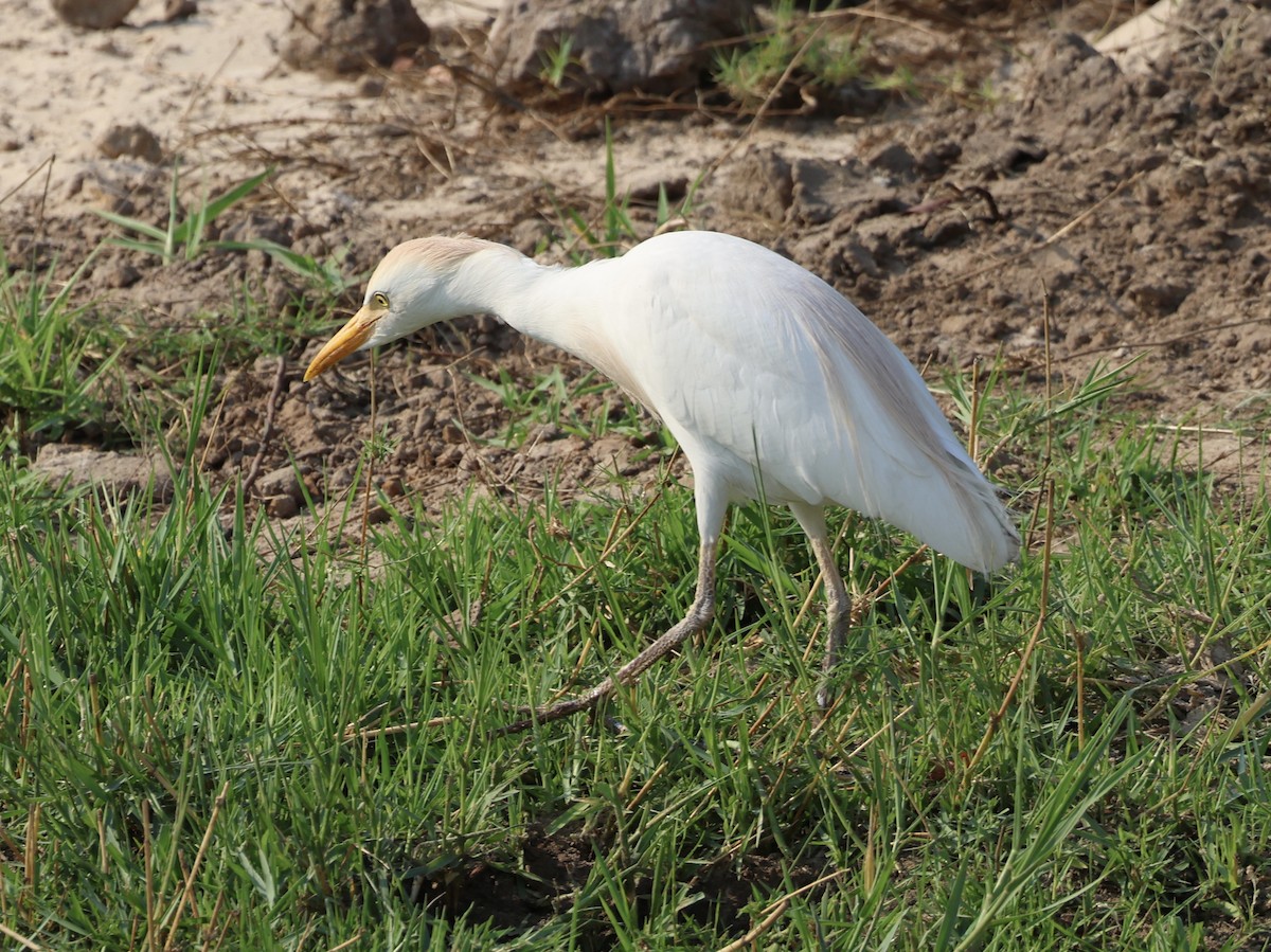 Yellow-billed Egret - ML643125698