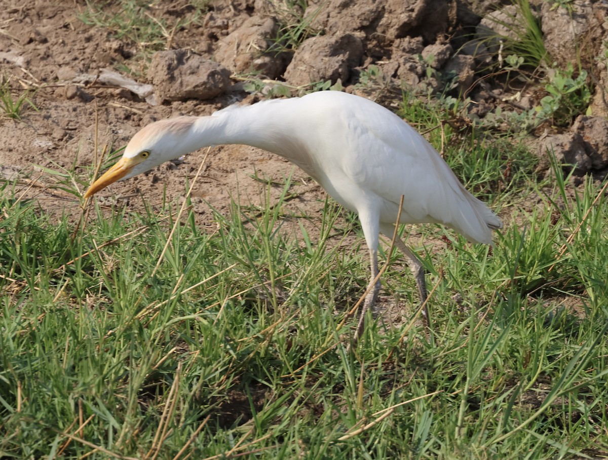 Yellow-billed Egret - ML643125699