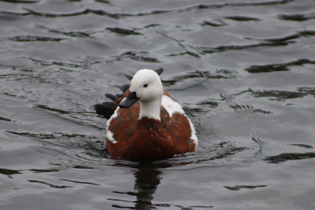 Paradise Shelduck - ML643125704