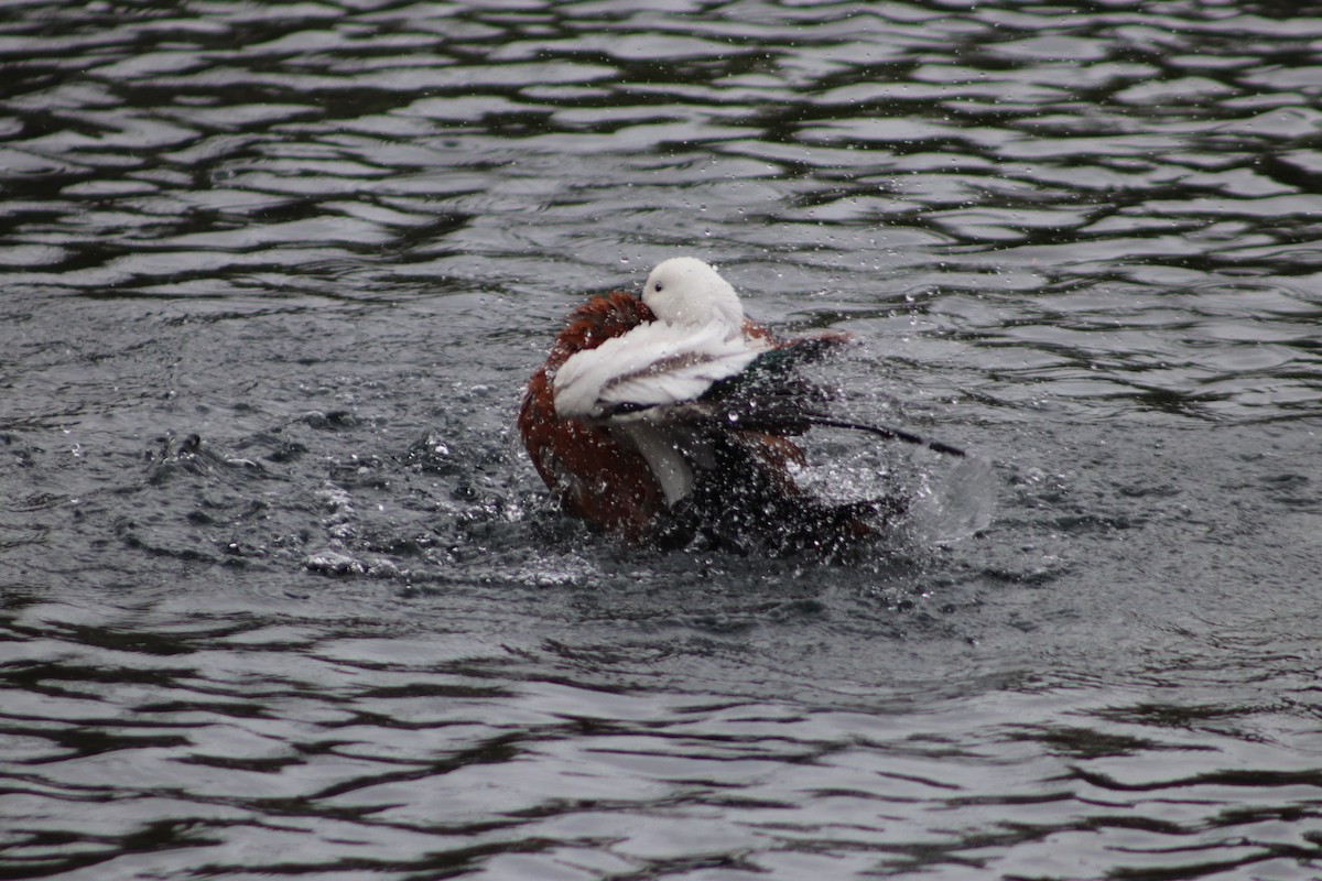 Paradise Shelduck - ML643125705